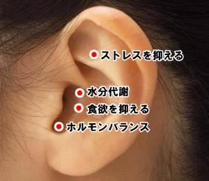 福岡の耳ツボ